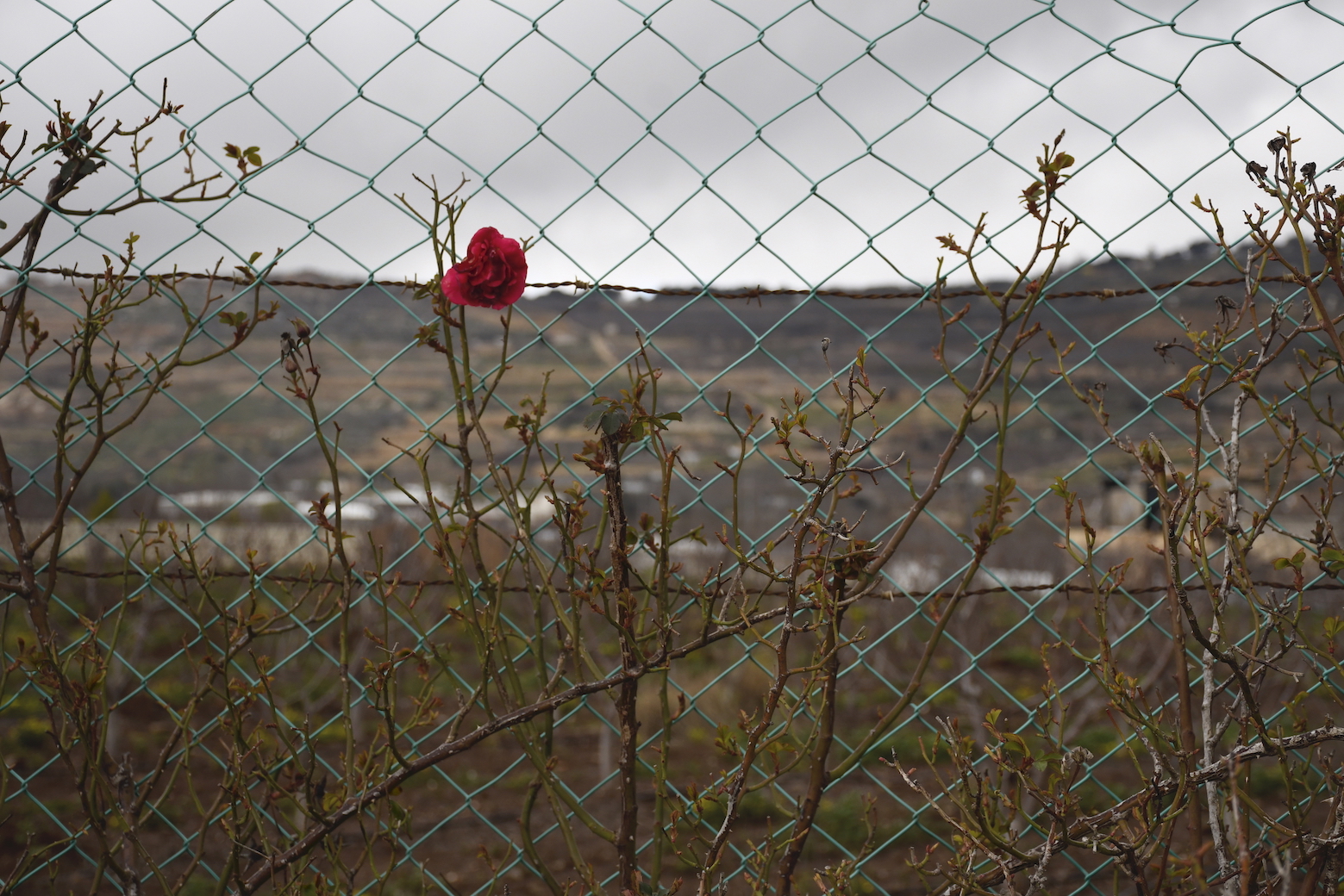 Photo of a rose growing through a wire fence