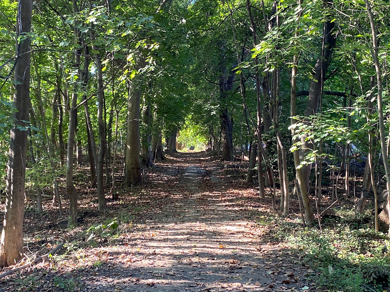 A path through the woods