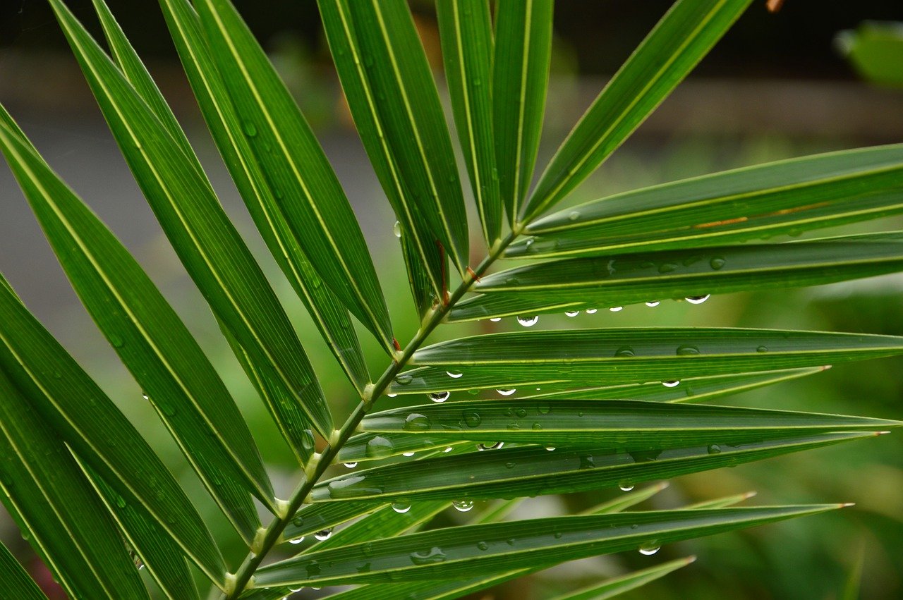 Palm frond